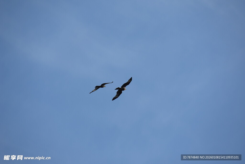 双鸟翱翔蓝天
