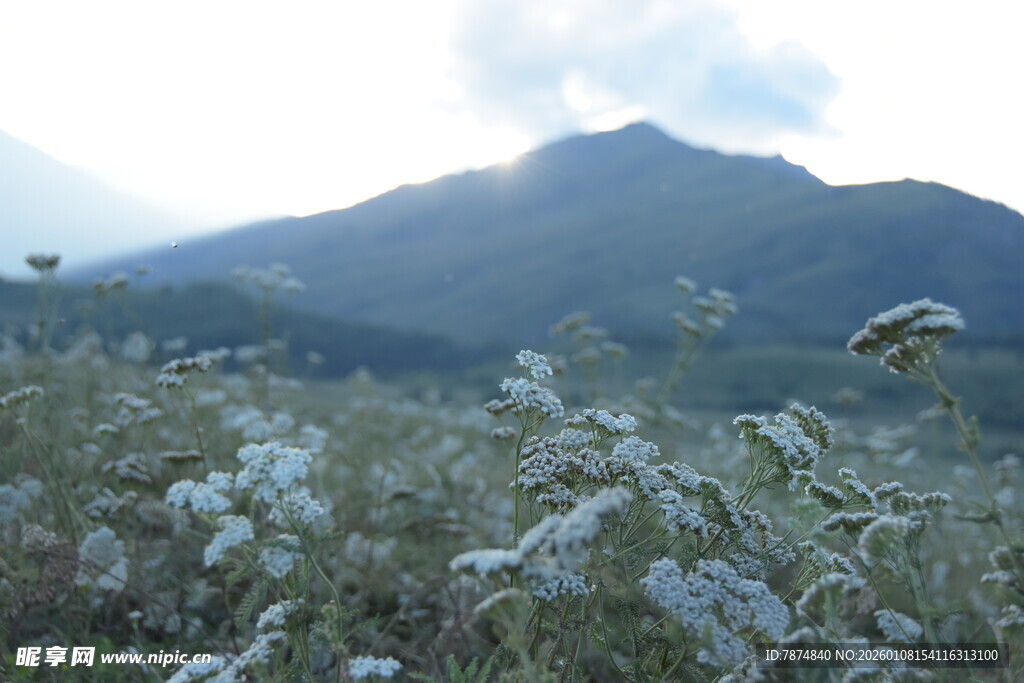 山间花草与远处山峦