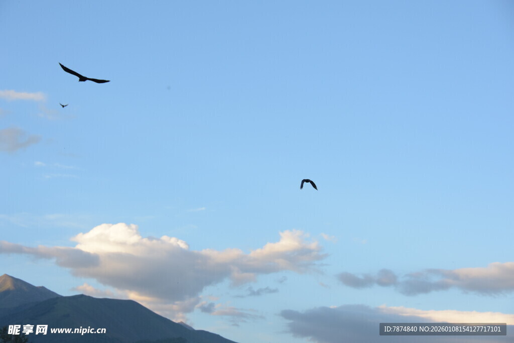 天空中飞翔的鸟儿
