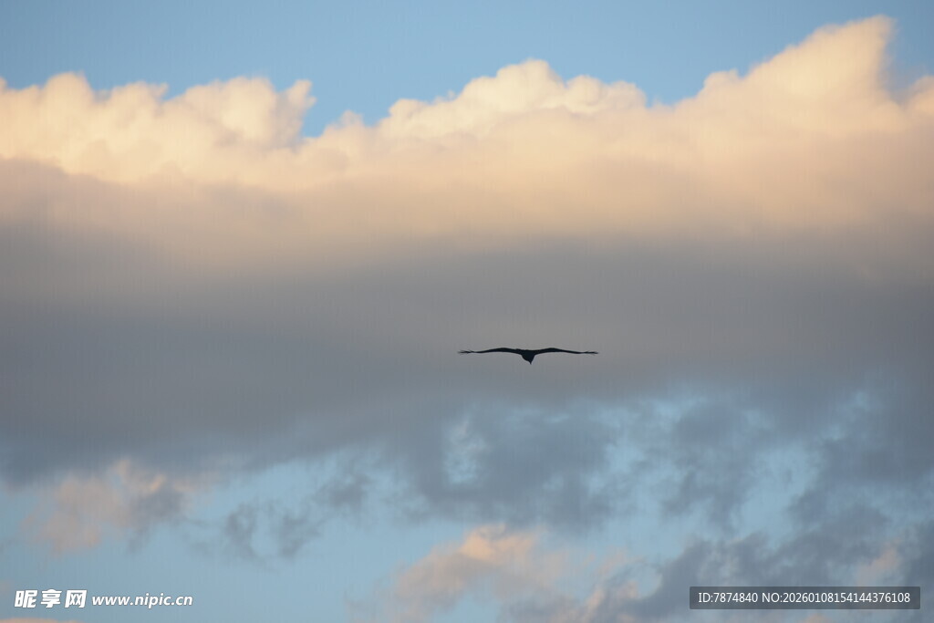 天空中翱翔的飞机