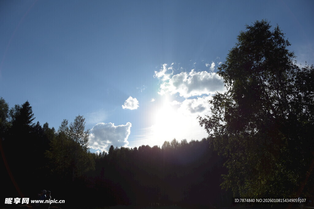 林间日光 蓝天绿树美景