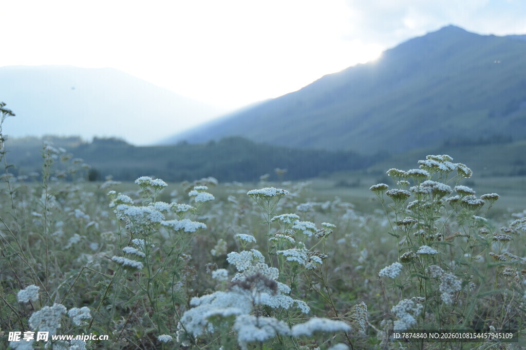 山间花草地 自然好风光