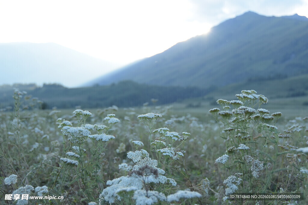 山间野花盛开的美丽景致