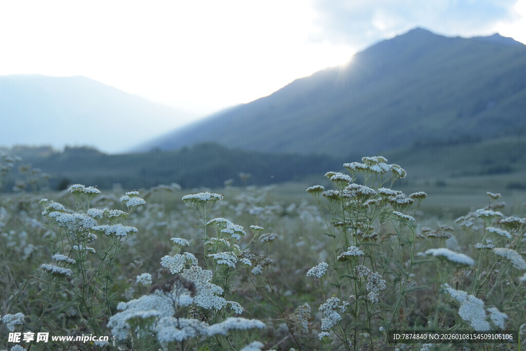 山间草地晨光中的植物