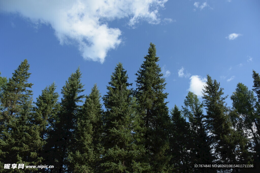 蓝天之下的茂密松树林