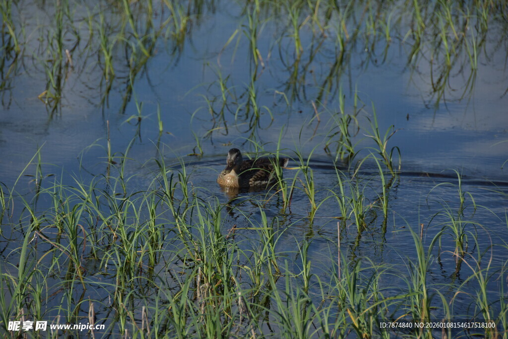 水中游弋的野鸭