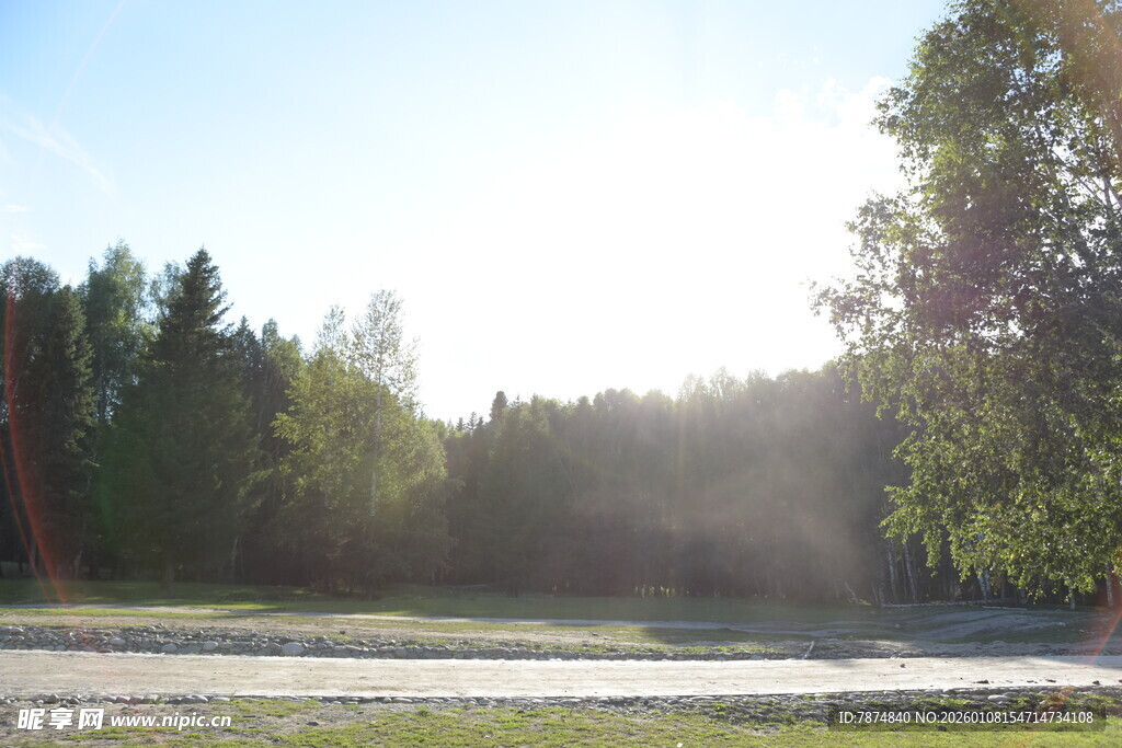 阳光照耀下的林间开阔地