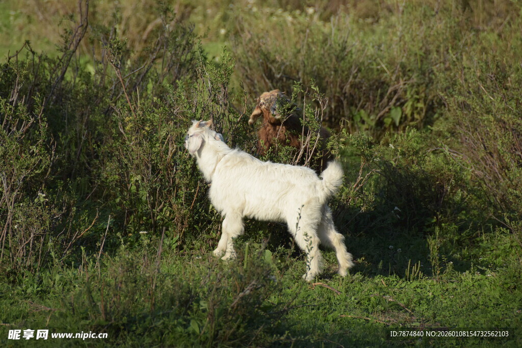 草地上的白山羊