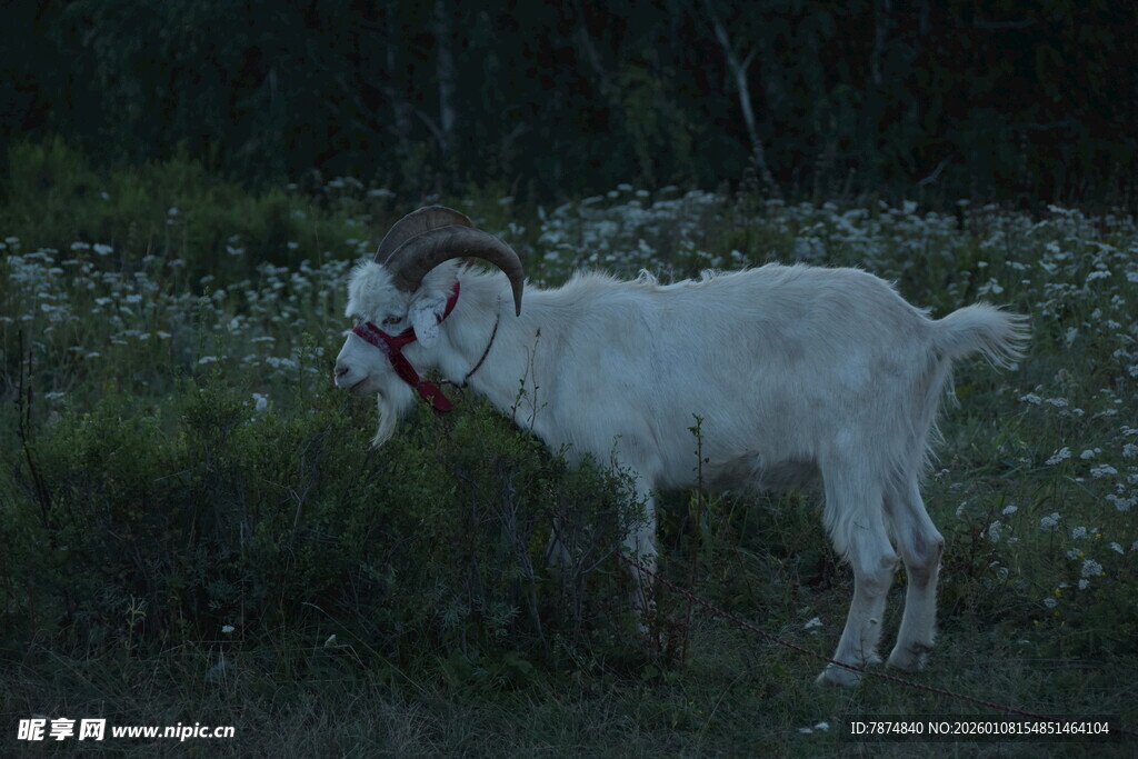 田野中的白色山羊
