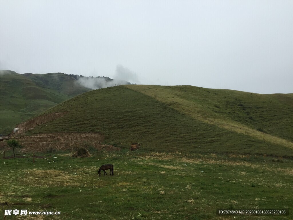 草原风光中的马匹