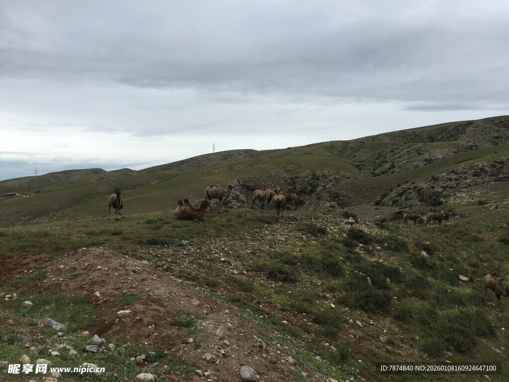 草原上的马群与开阔景色