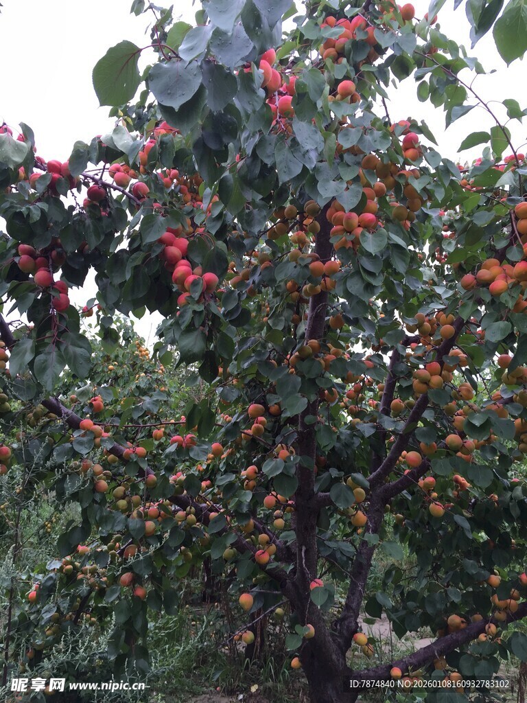 枝头红樱桃饱满诱人