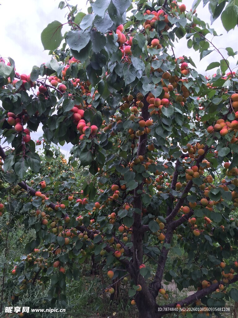 枝头挂满红柿子的果树