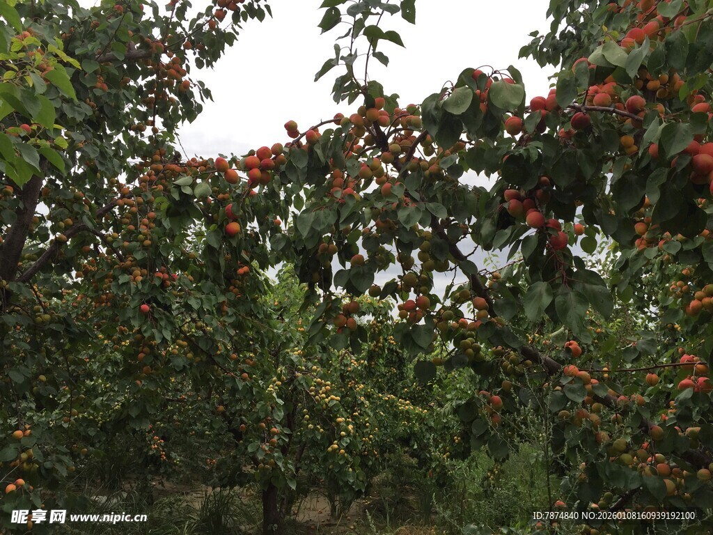 枝头红果挂于绿叶间