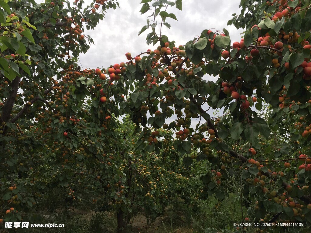 果园中硕果累累的果树