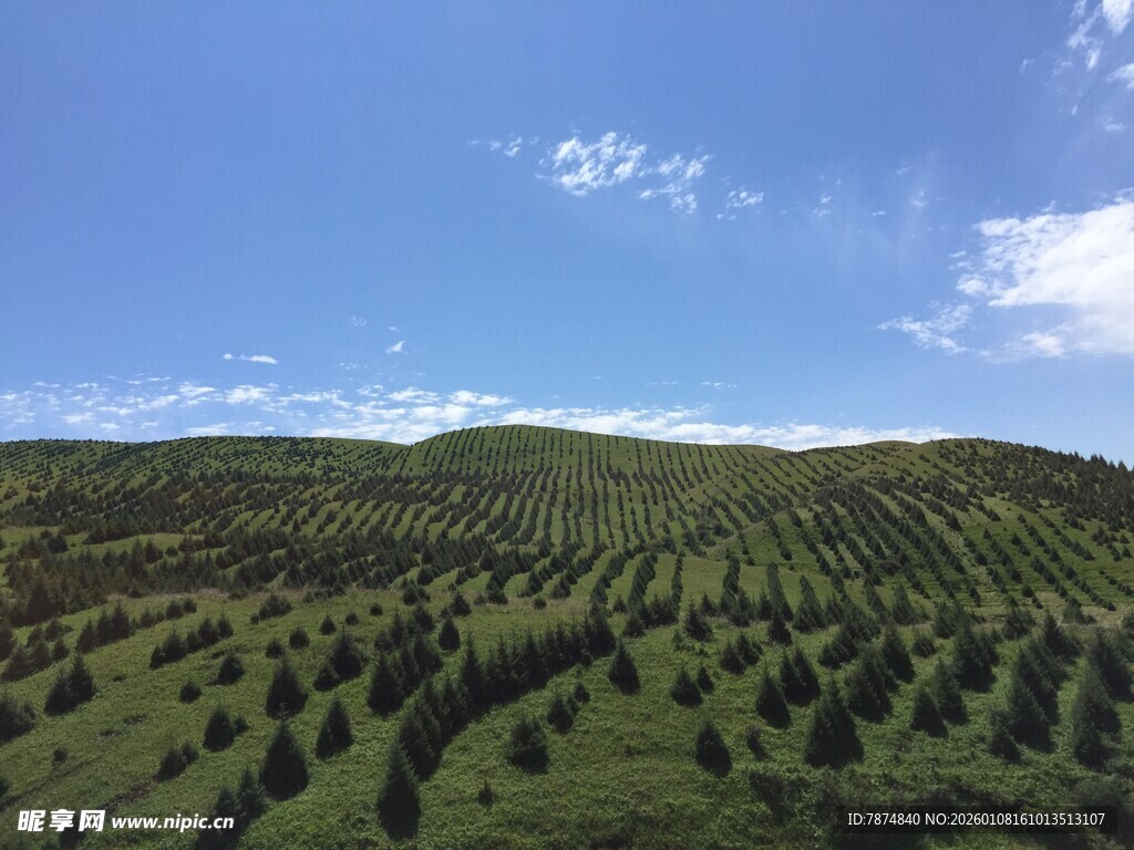 绿意盎然的山坡田园风光
