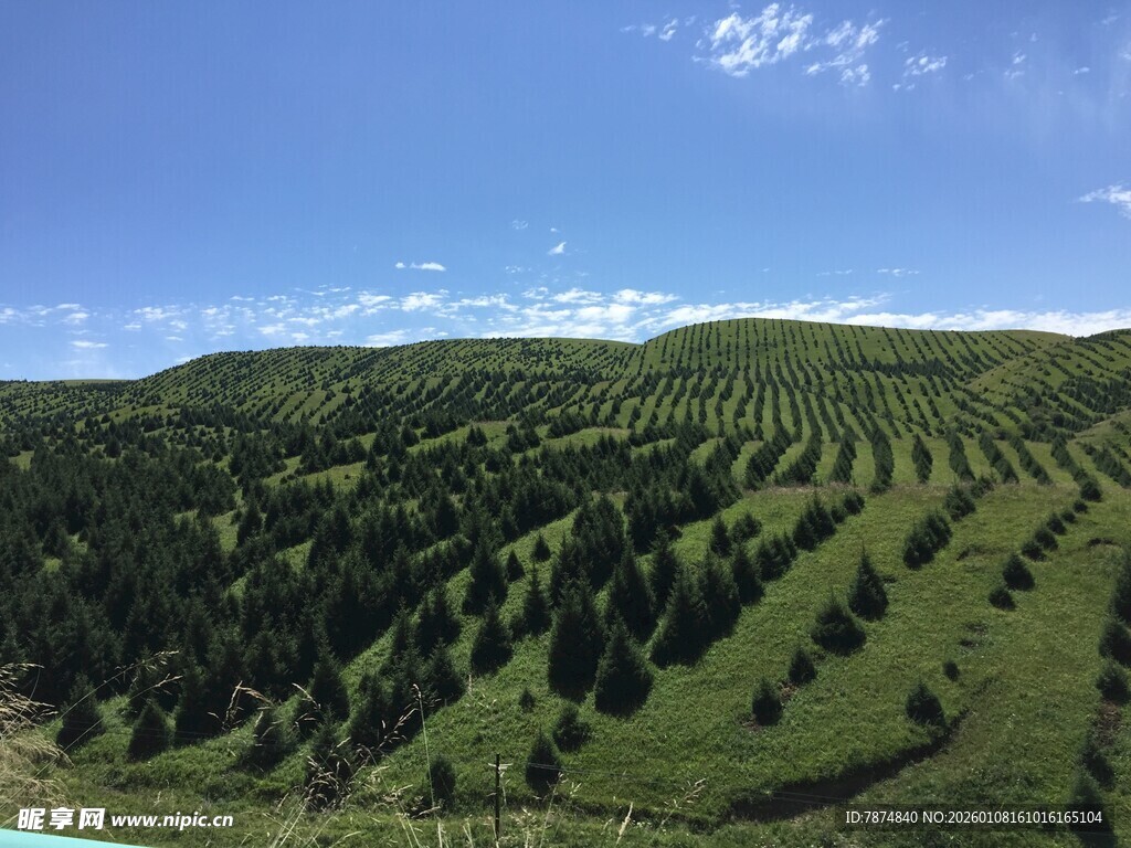 绿意盎然的山坡树林景观