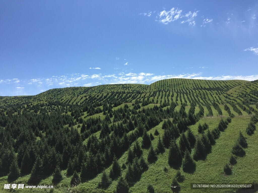 翠绿山坡上的茂密树林