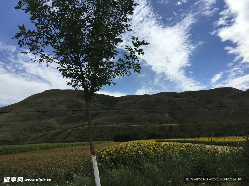 田野风光中的孤树与远山