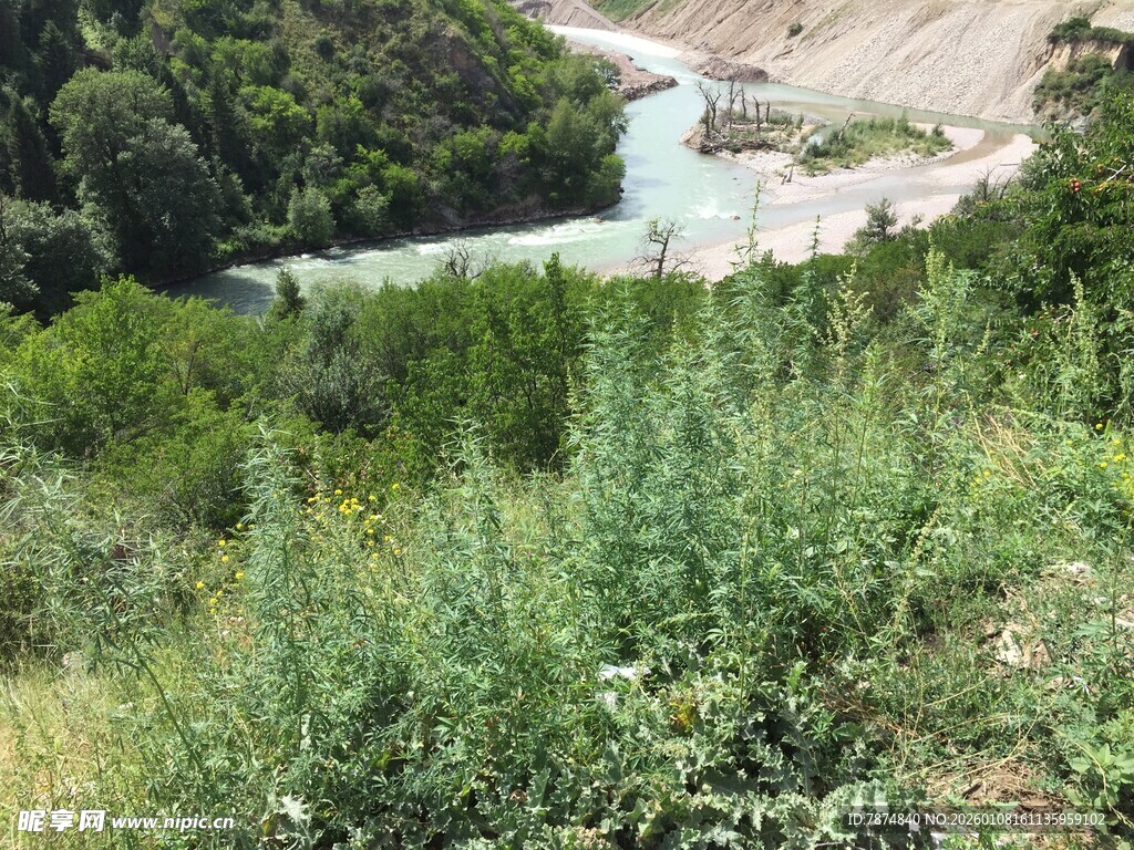 山间溪流旁的繁茂绿植