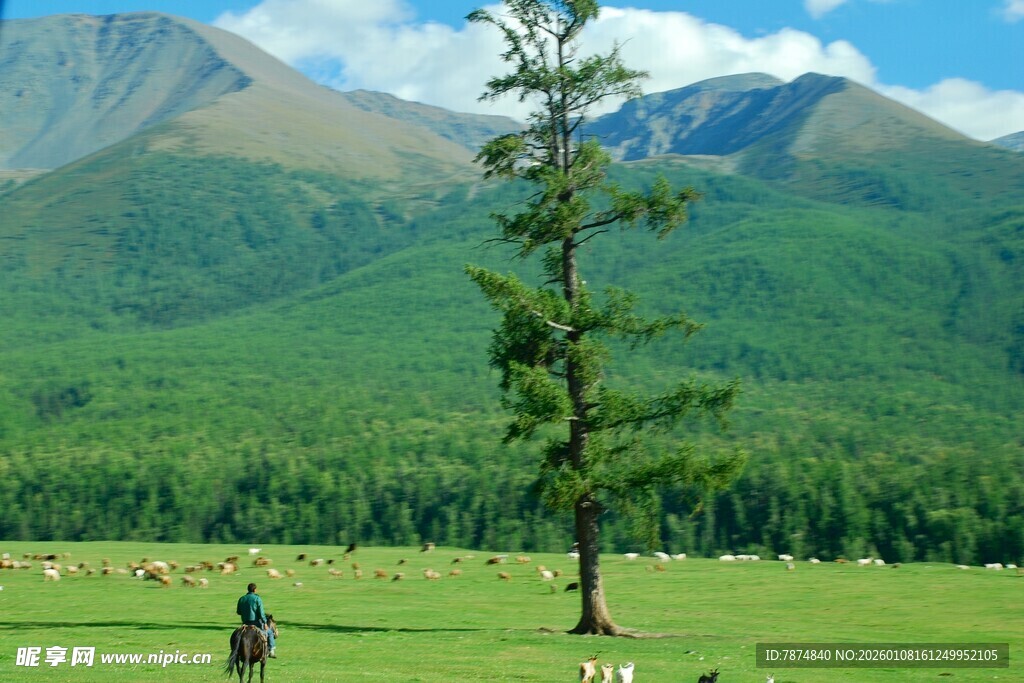 草原孤树旁的牧人羊群