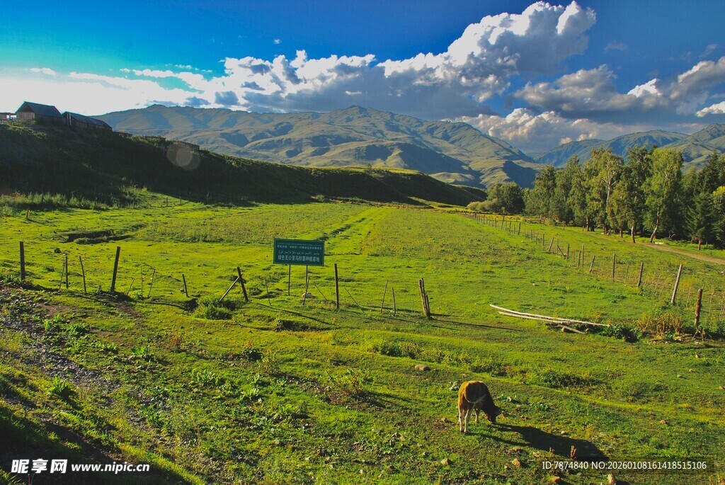 草原风光与悠闲吃草的牛