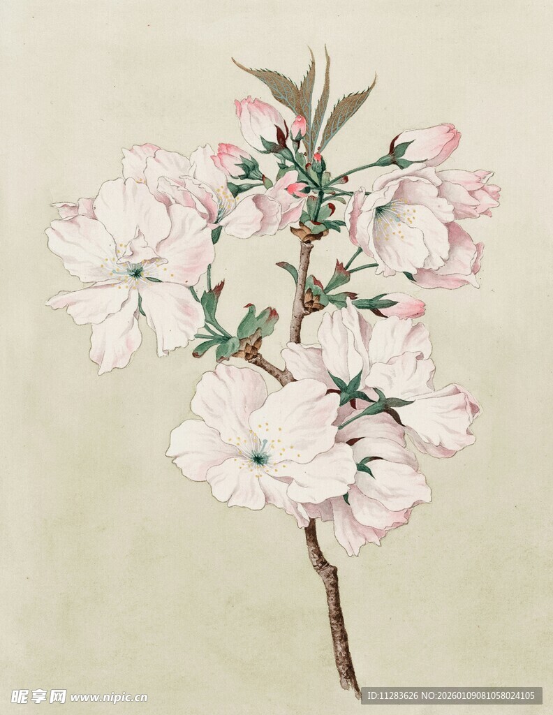 手绘粉色花卉花枝图
