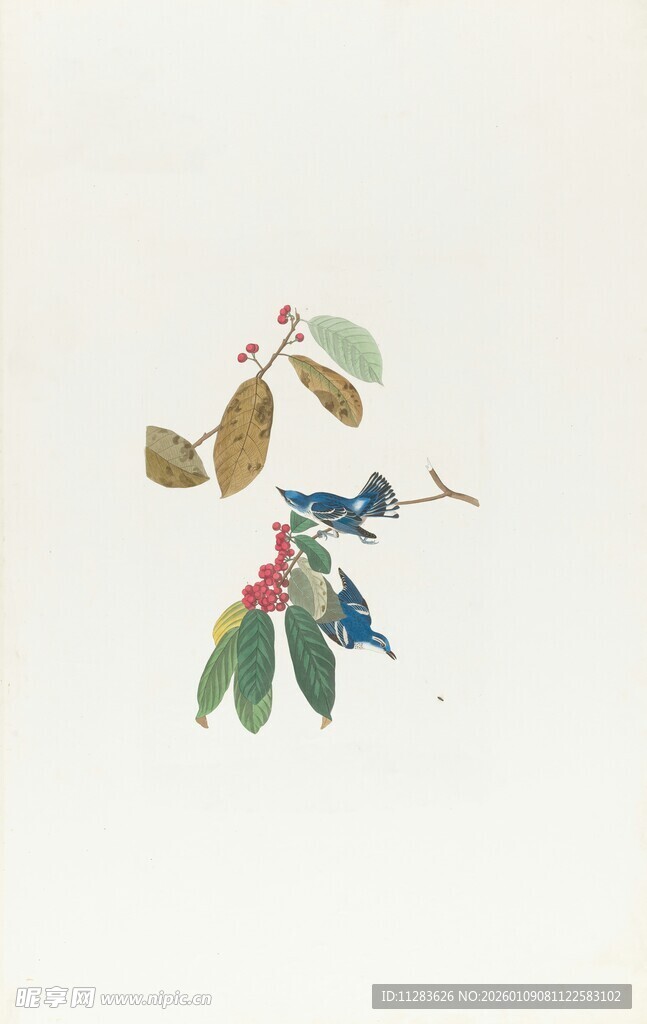 手绘植物花卉图