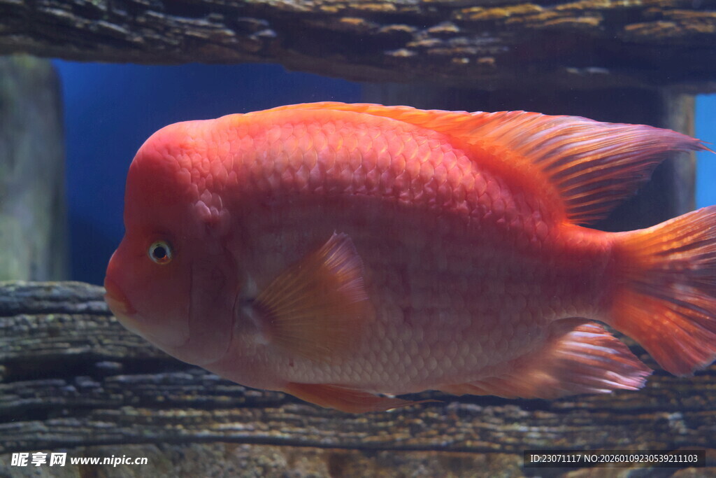 鲜艳红鹦鹉鱼