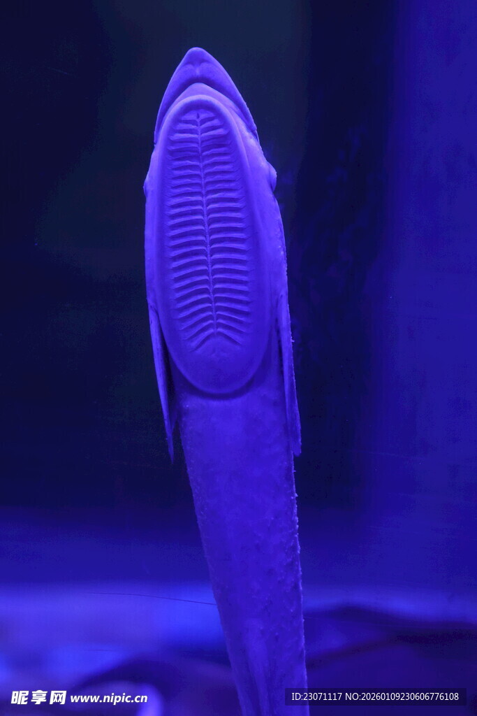 吸盘鱼