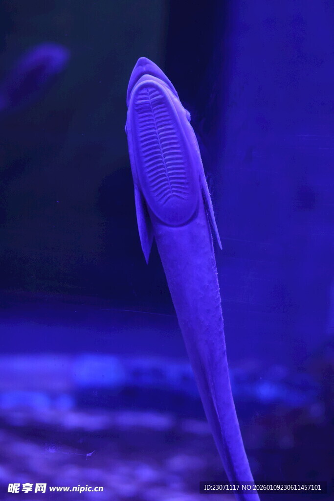 吸盘鱼