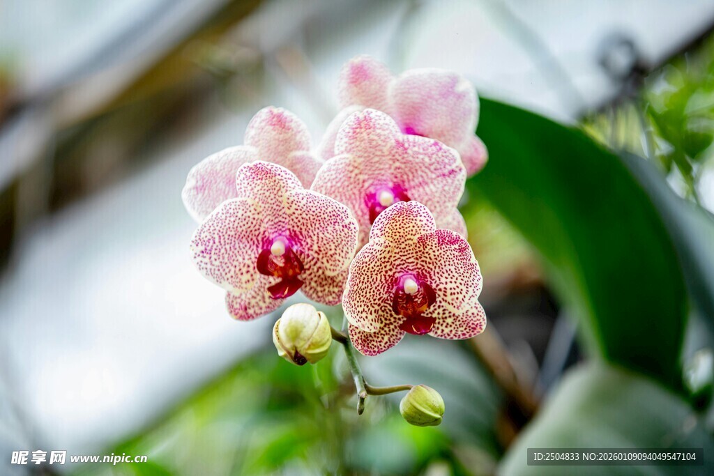 粉色蝴蝶兰绽放