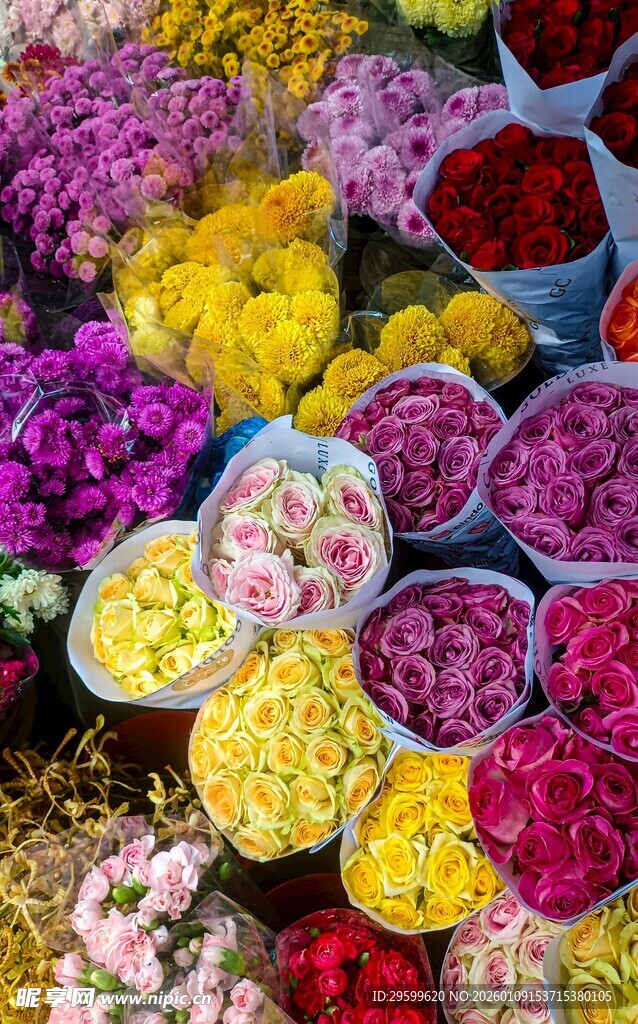 多彩鲜花盛放的美丽景象