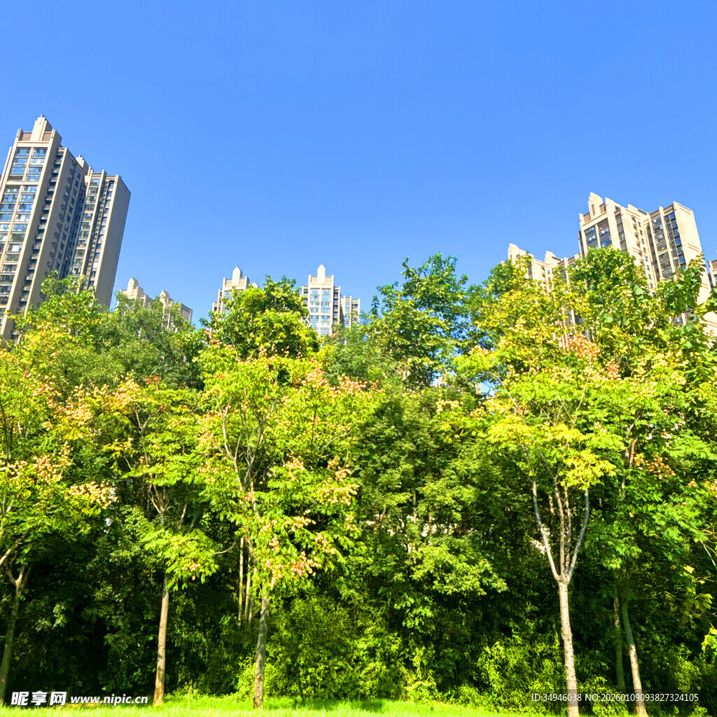 绿树掩映下的高楼景观