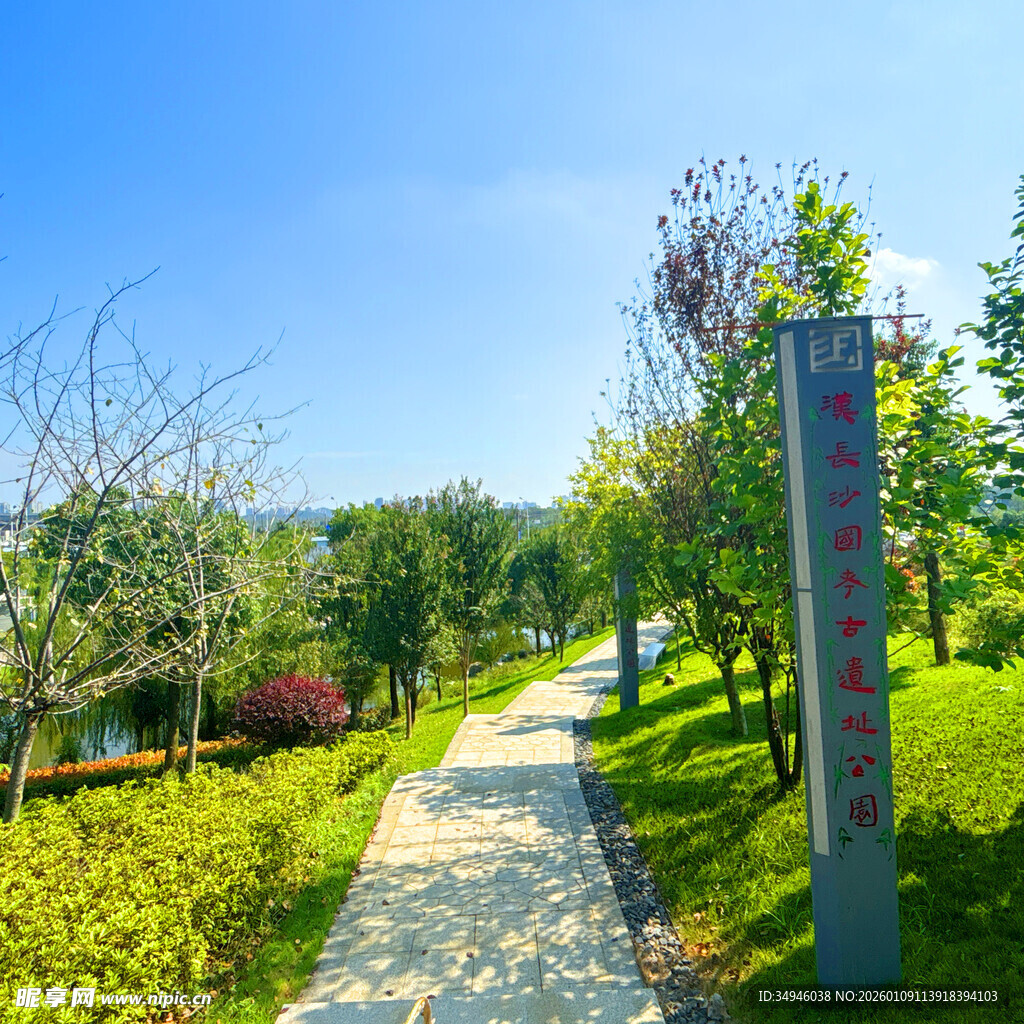 阳光照耀下的美丽林间小径