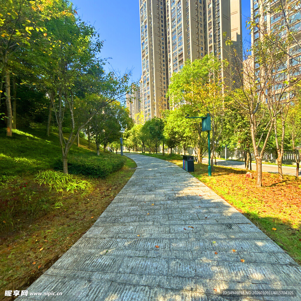 城市中静谧的林荫步道