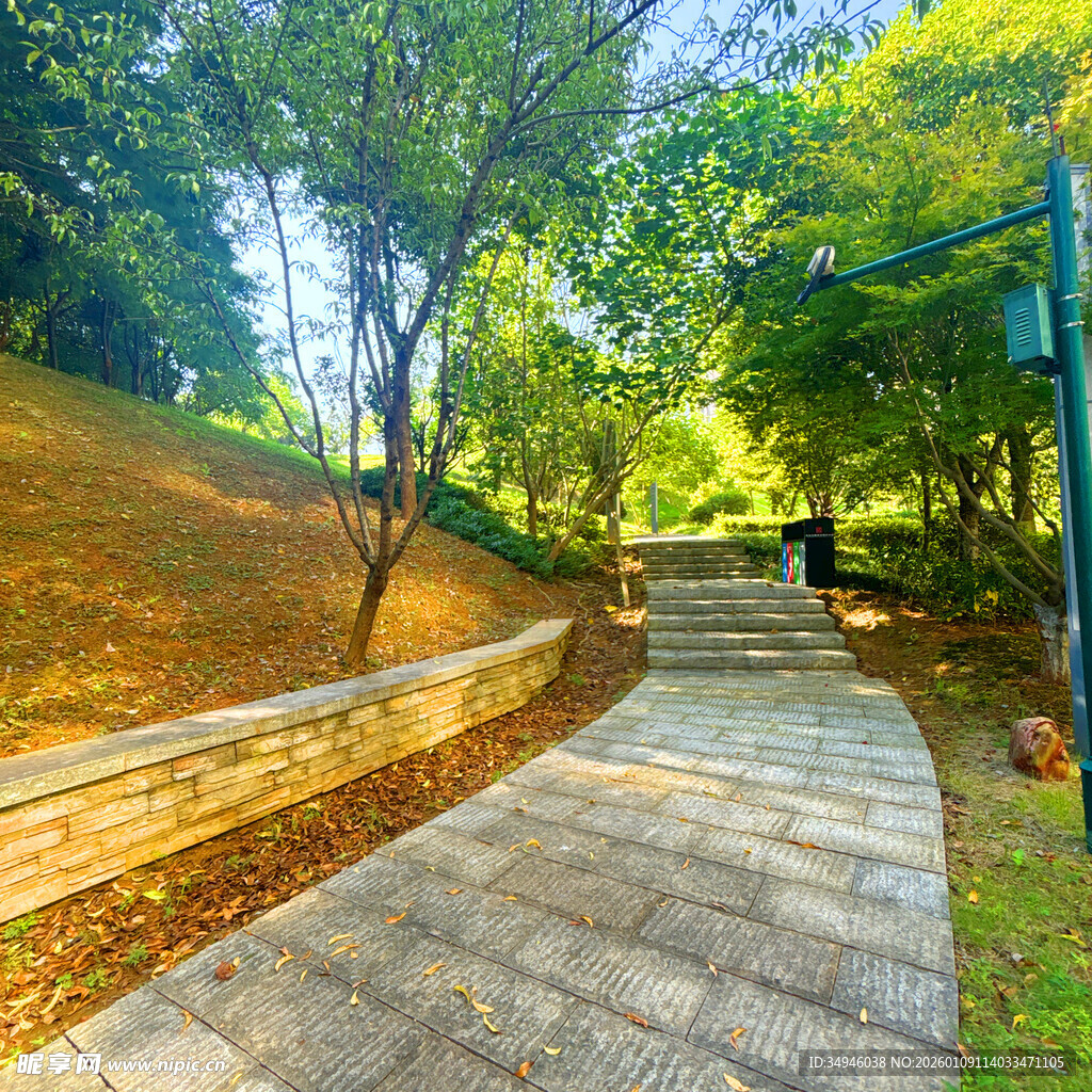 林间阳光洒落的幽静步道