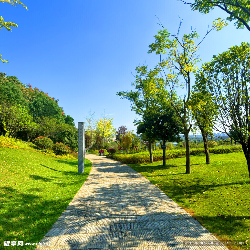 阳光照耀下的林间漫步小径