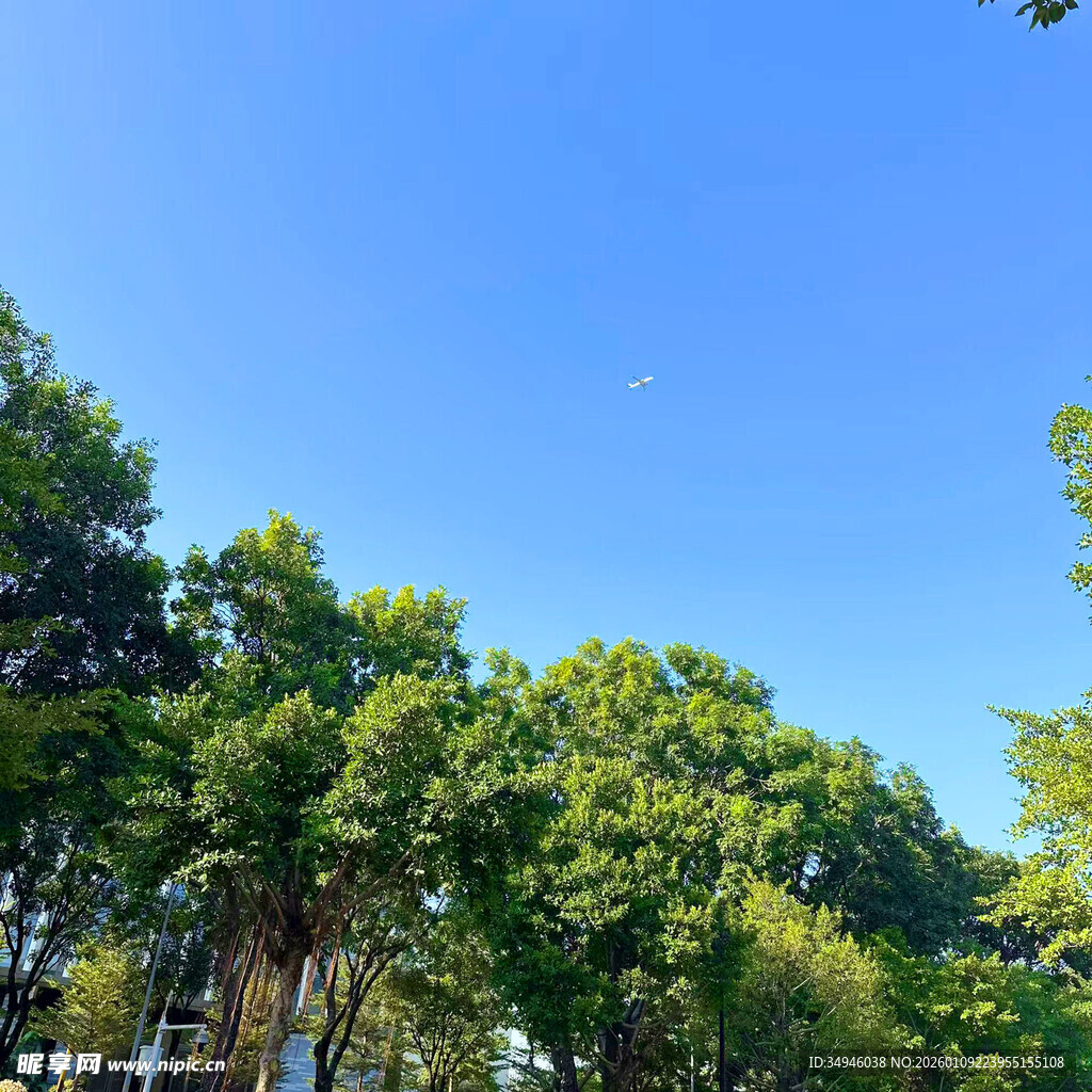 蓝天绿树的清新自然图景