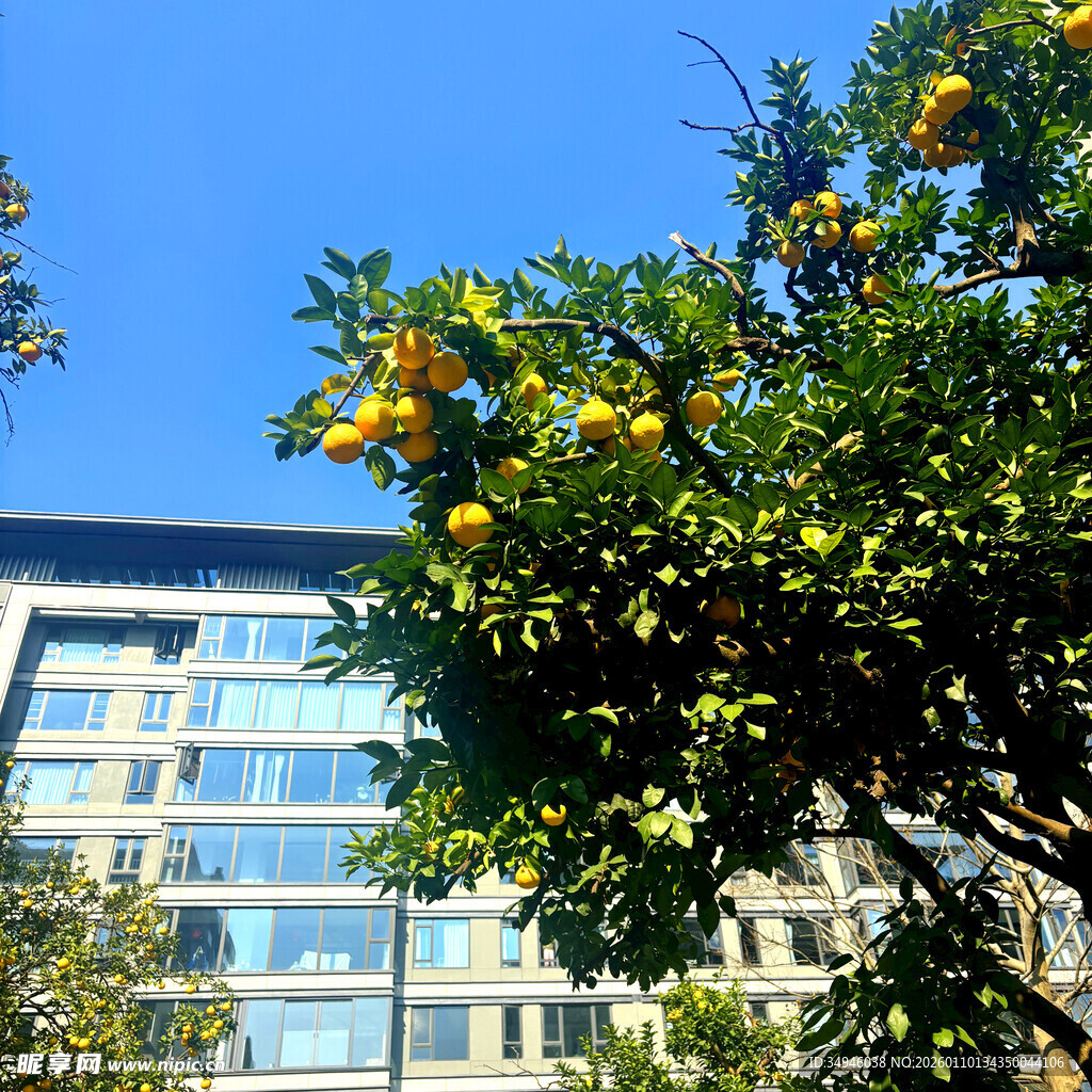 楼前枝头橙黄绿叶
