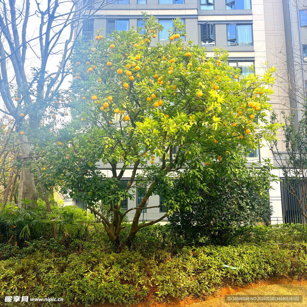 秋日小区绿植景观