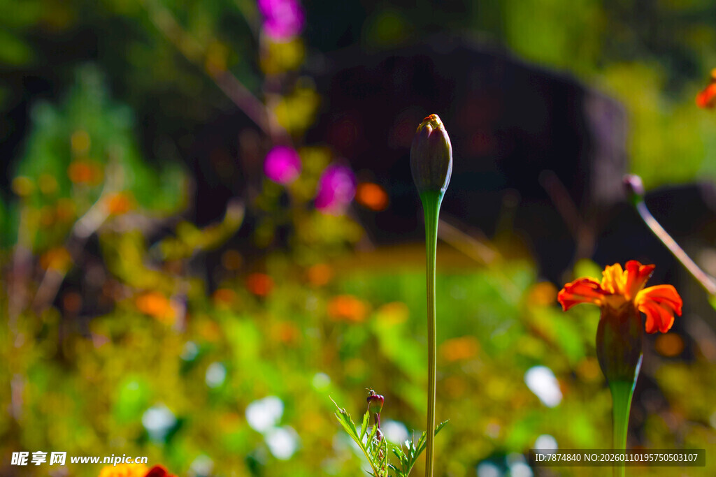 多彩花丛中的挺立花苞