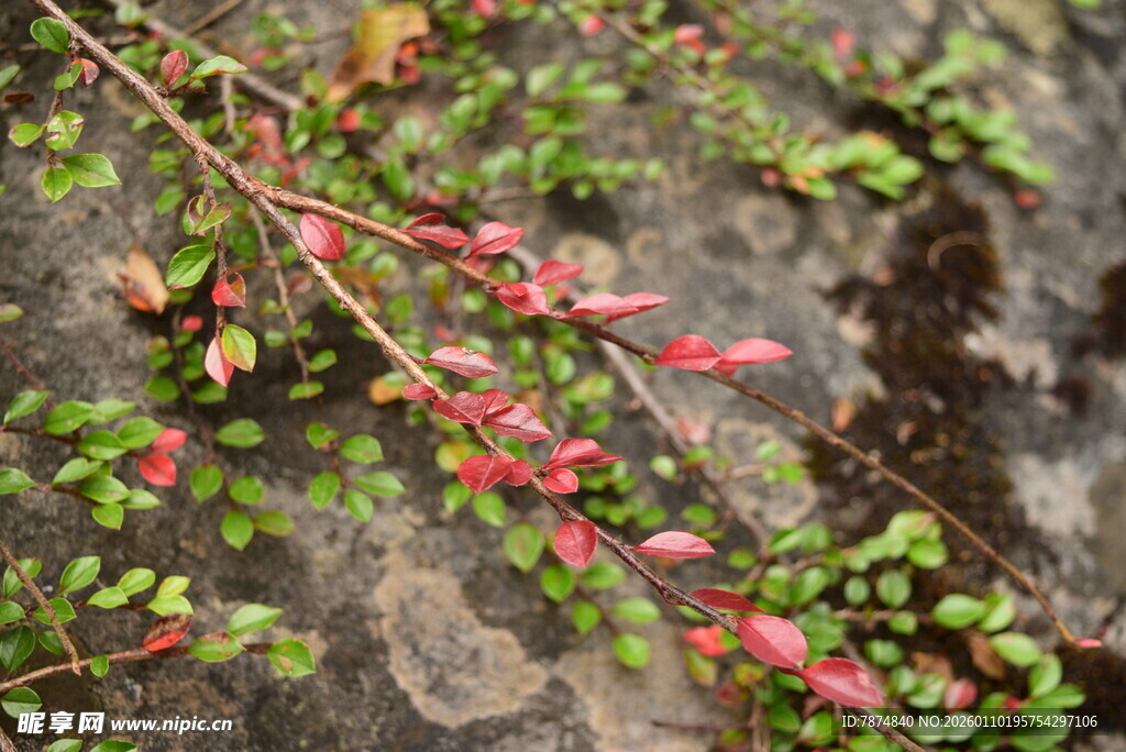 岩石上的红绿叶植物