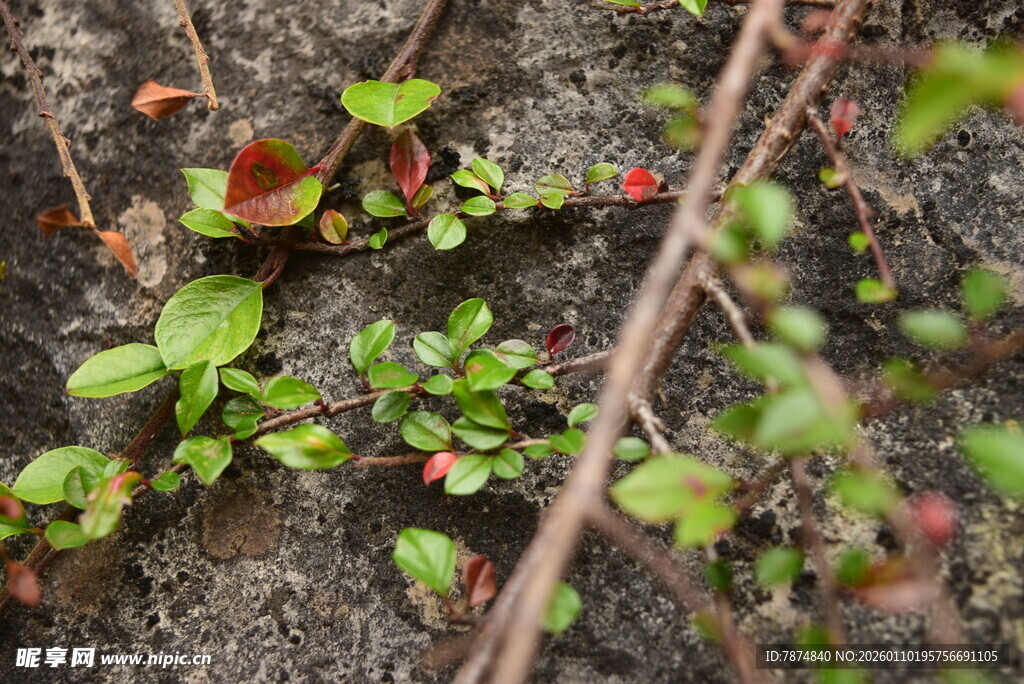 地面上的绿色植物与红果