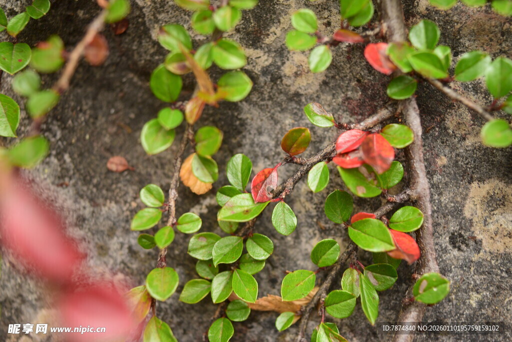 绿叶红果攀附于石壁
