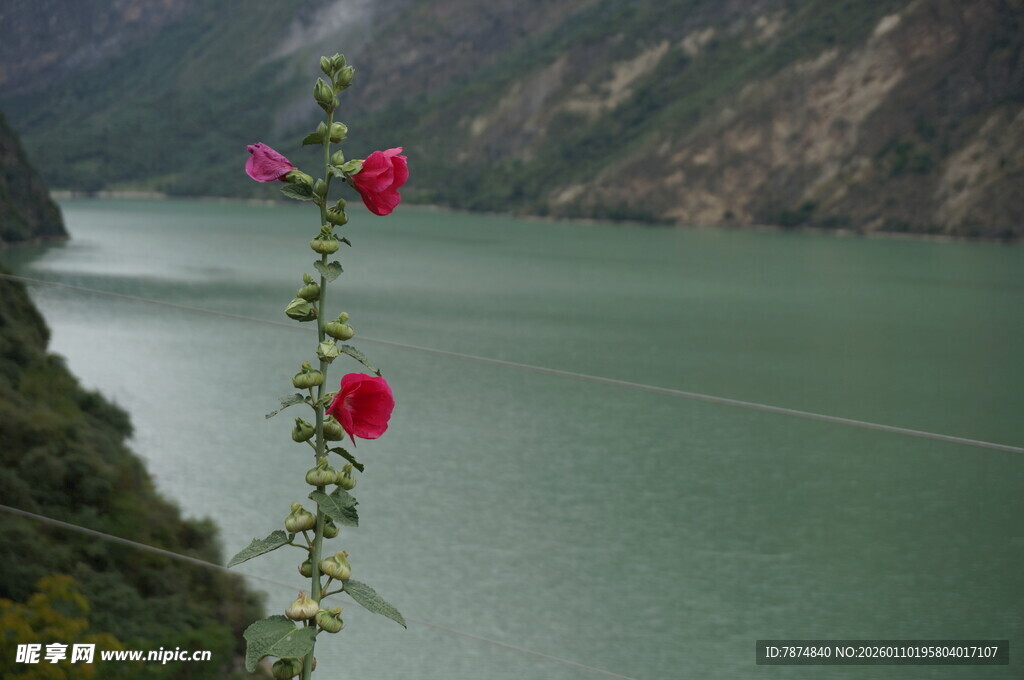 江边绽放的艳丽红花