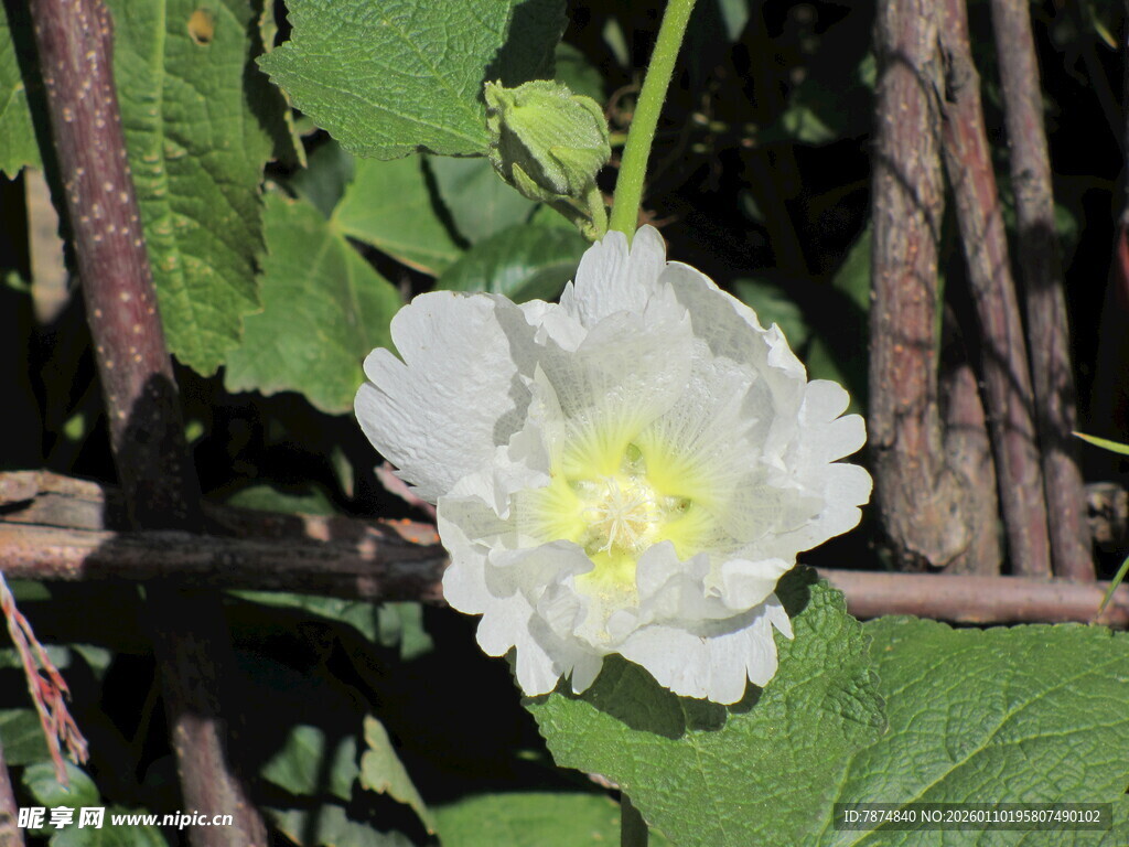 白色木槿花绽放