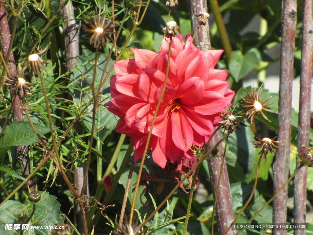 娇艳大丽花绽放于绿植间