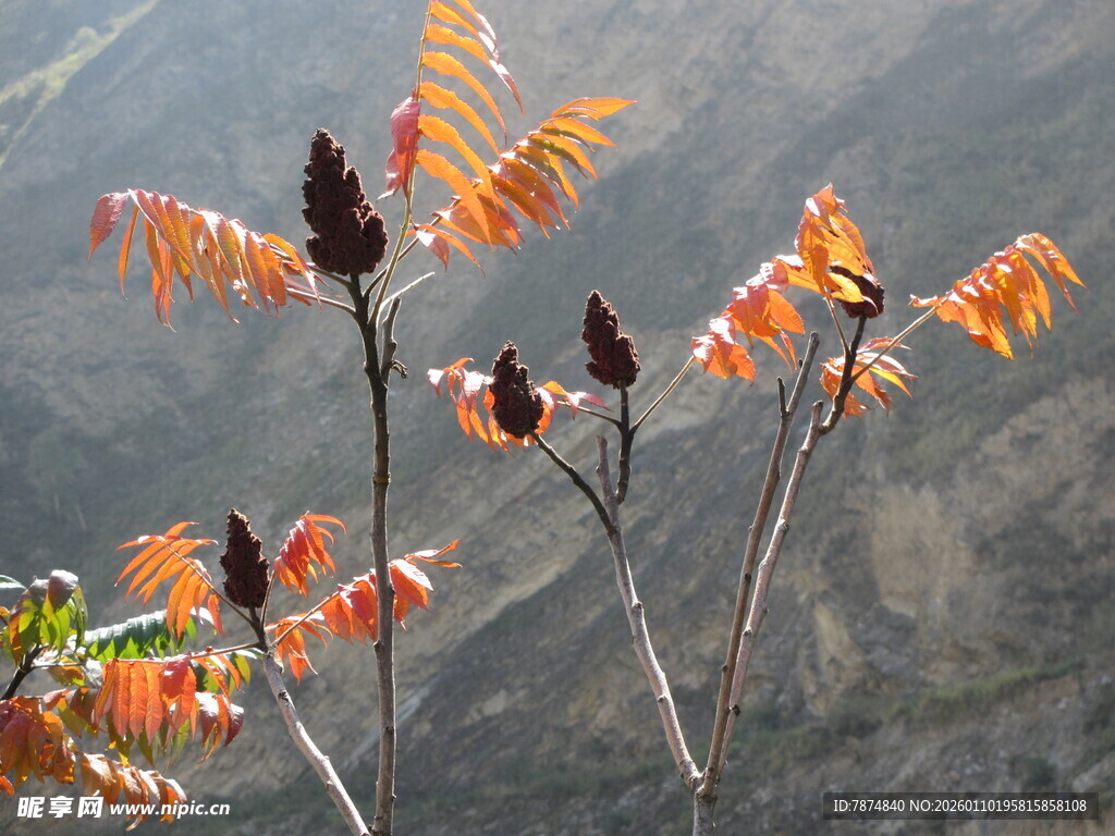 山间橙红秋叶摇曳生姿