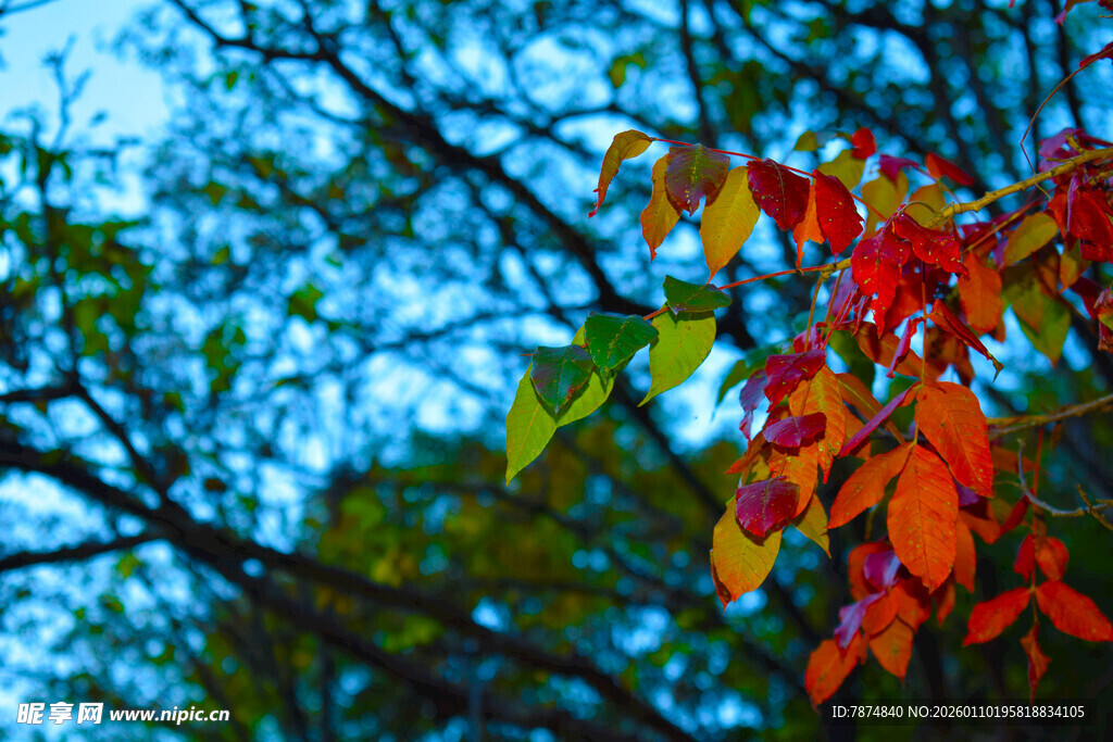 秋日枝头斑斓红叶